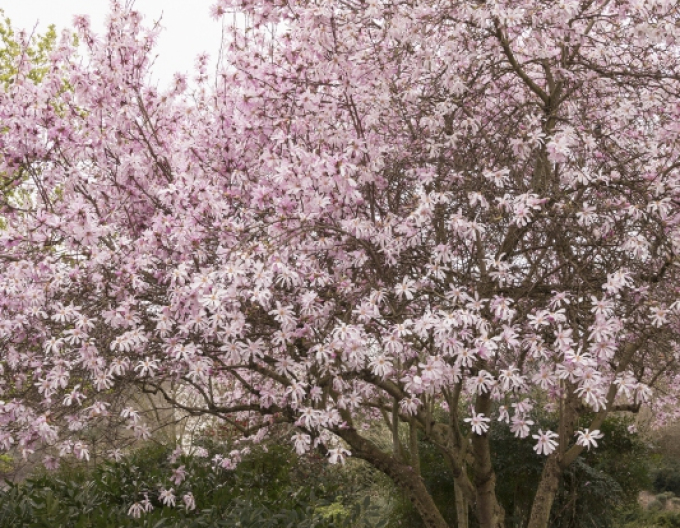 Magnolia ´Leonard Messel´