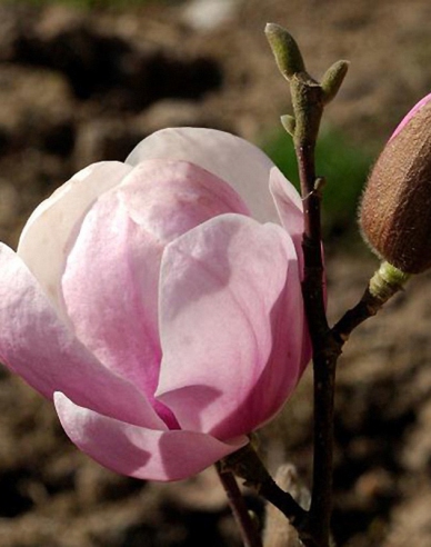 Magnolia ´Festirose´