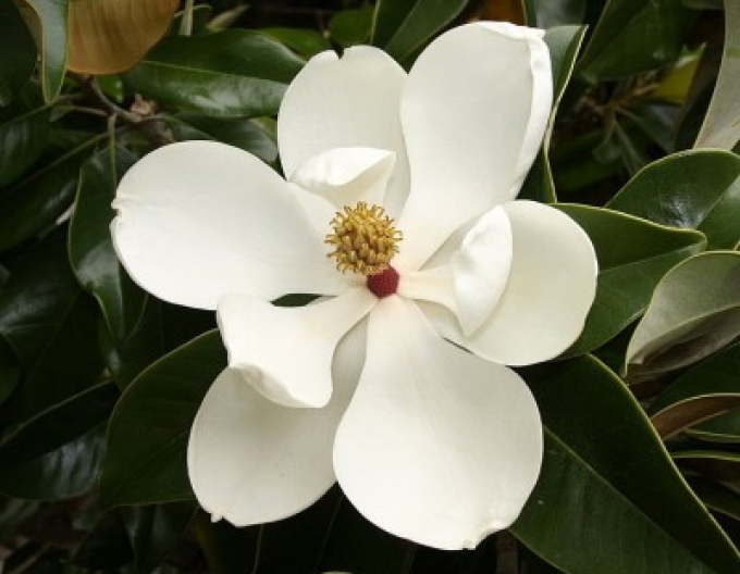Magnolia Ferruginea