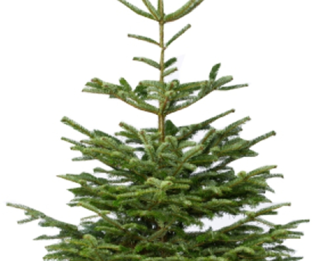 Brad norvegian (caucazian) NATURE TĂIAT  200/250cm