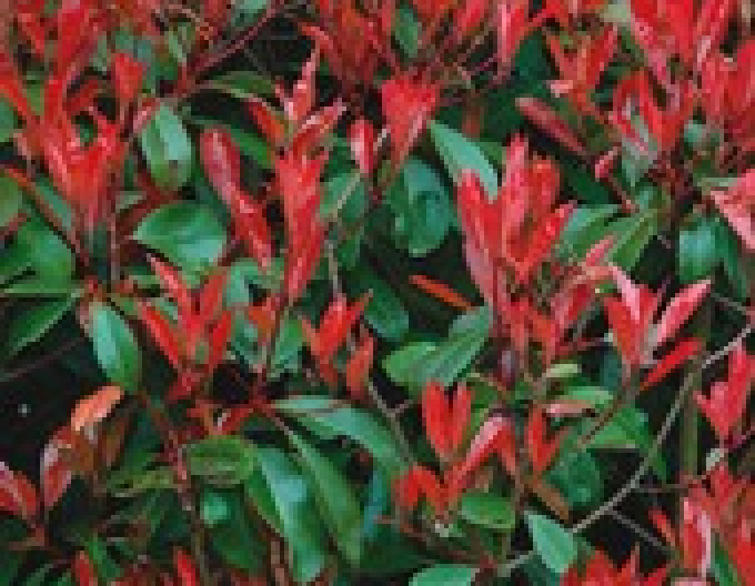 Robin Fraser "Little Red
