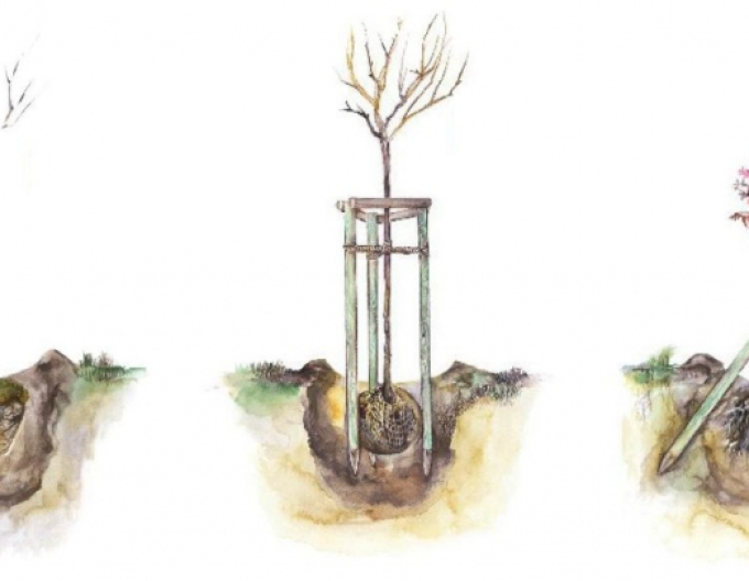 țăruș de sprijin cu țepușă cu diametrul de 6 cm - înălțime 250 cm
