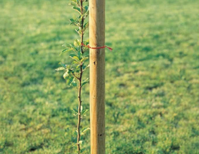 țăruș de sprijin cu țepușă cu diametrul de 6 cm - înălțime 250 cm
