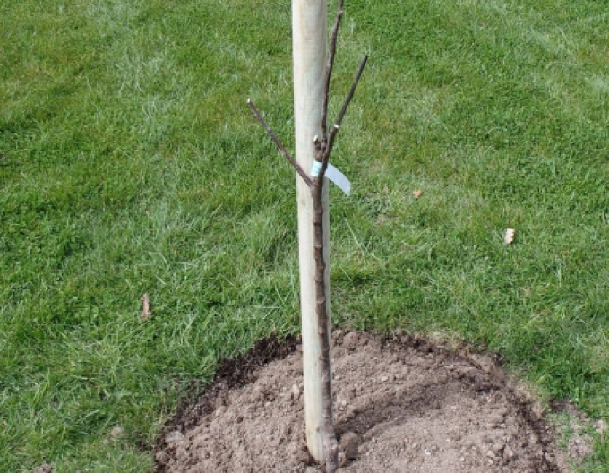 țăruș de sprijin cu țepușă cu diametrul de 6 cm - înălțime 250 cm
