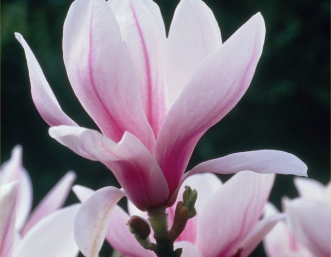 Magnolia Soulangiana