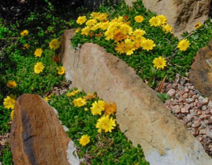 Delosperma "Gold Nugget