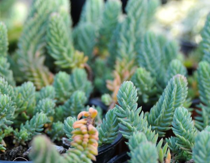 Spruce albastru