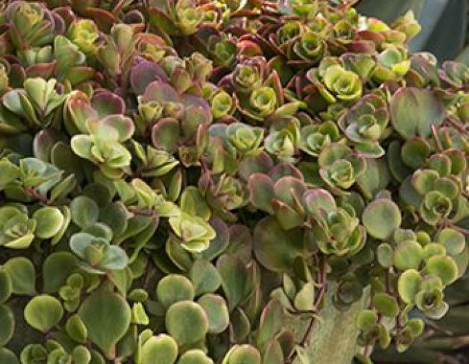 Stonecrop "Coral Reef"
