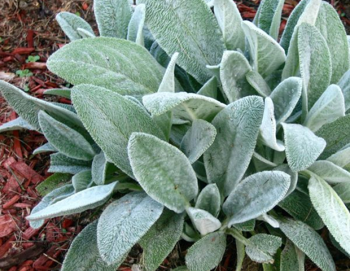 Stachys