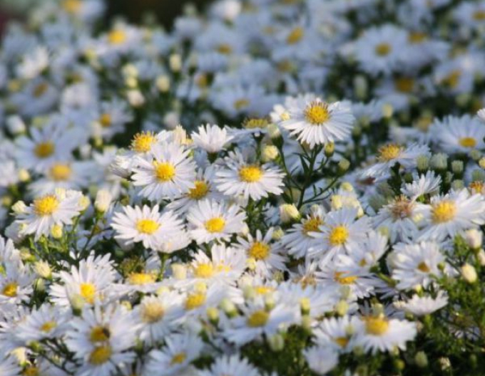 Aster "Apollo"