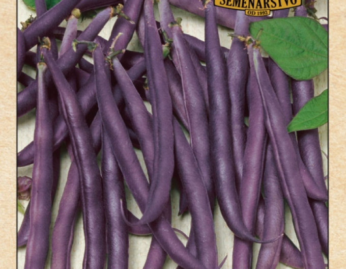 Semenárstvo Garden beans ´Purple Queen´