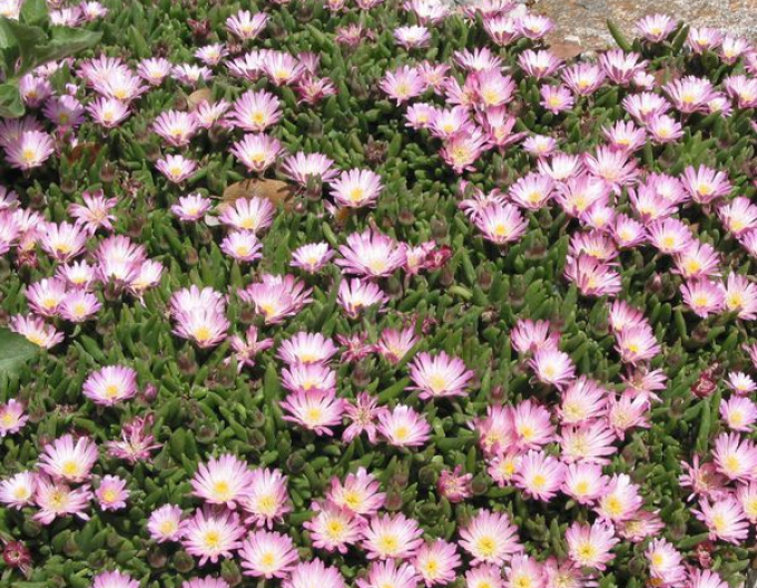 Delosperma "Beaufort West