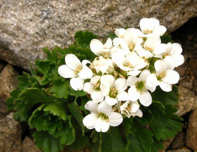 Saxifraga Pedemontana