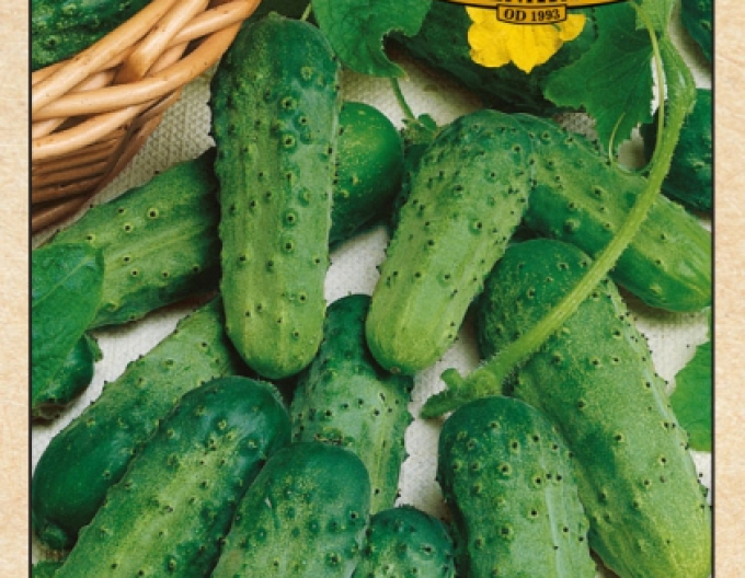 Răsaduri de castraveți "Cornichon De Paris