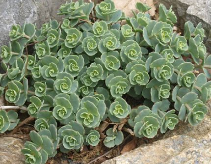 Stonecrop "Sieboldii" 1L