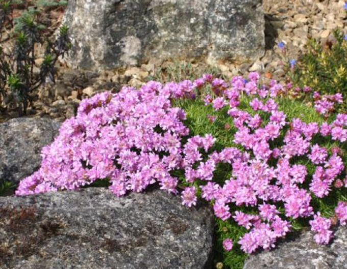 "Armeria ´s Variety"