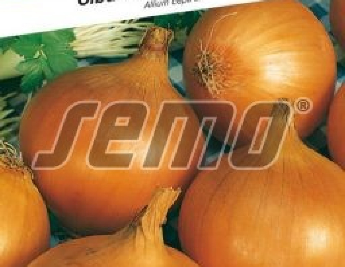 Semințe de ceapă ´Alice´