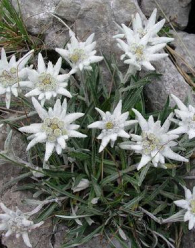 Floare de colț alb´