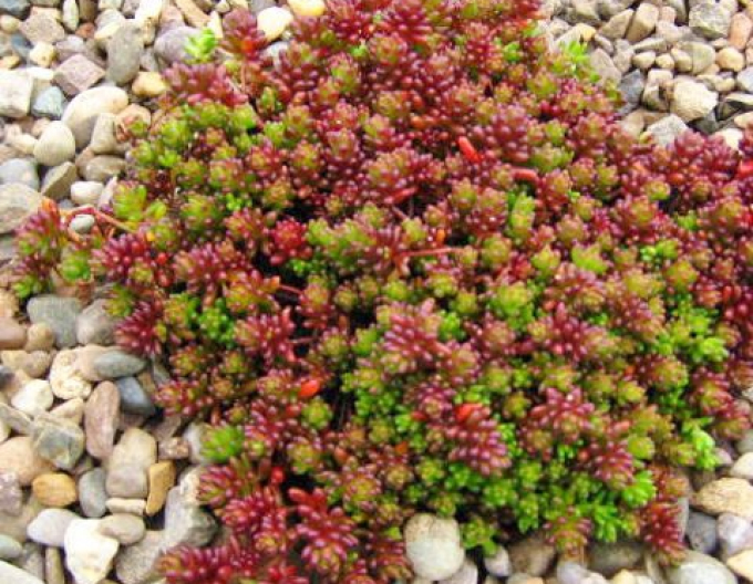Stonecrop Coral Carpet