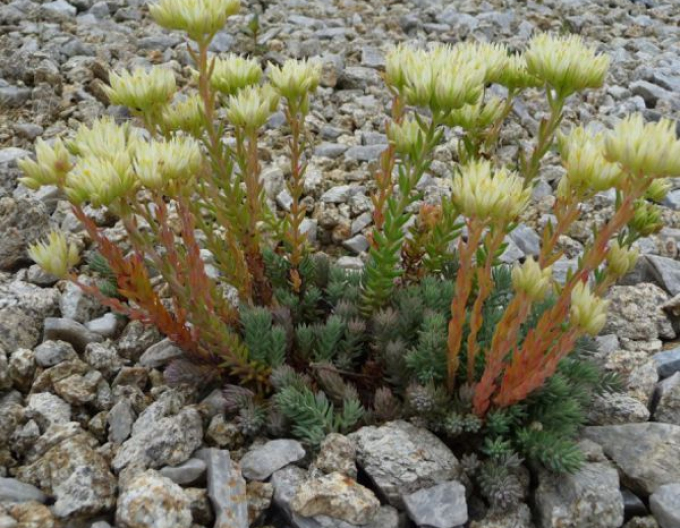 Stonecrop Nanum