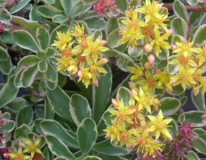 Stonecrop Variegatus