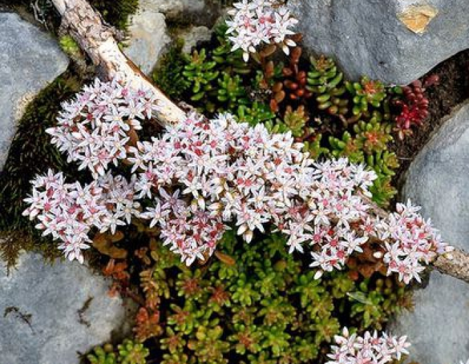 Stonecrop Murale