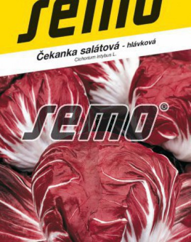 Semo Cicoare - salată ´Palla Rossa 3´