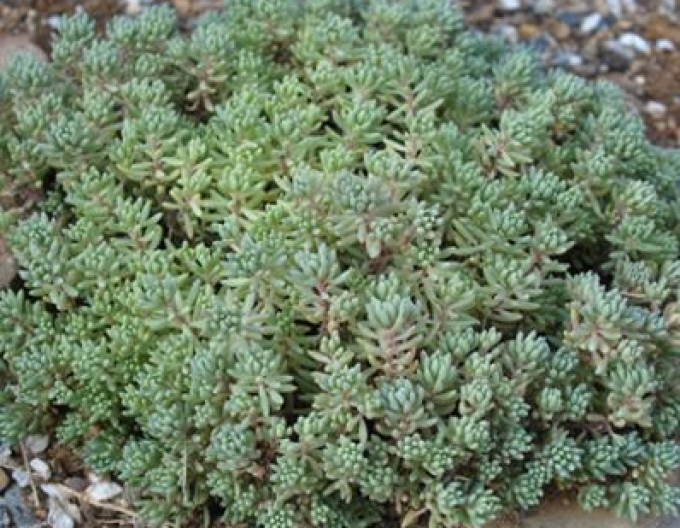 Stonecrop Minus