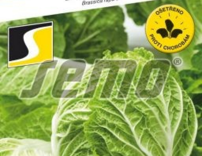 Varză cu semințe ´Rapid F1´
