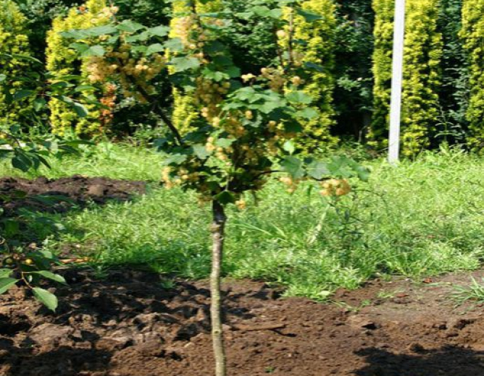 Coacăz alb "White Versailles" STROMČEKOVÁ, kont. 5l
