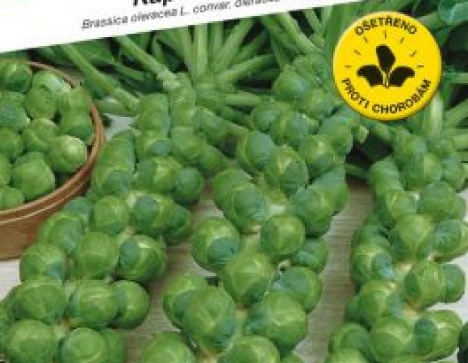 Semințe de Kale ´Danet F1´