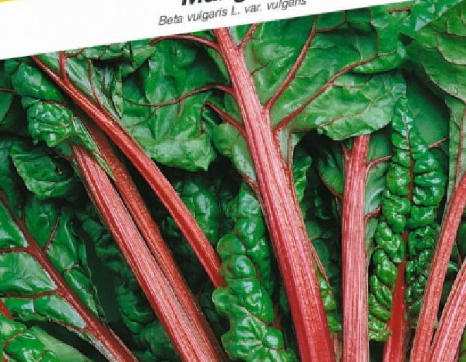 Mangold seed ´Rhubarb Chard´