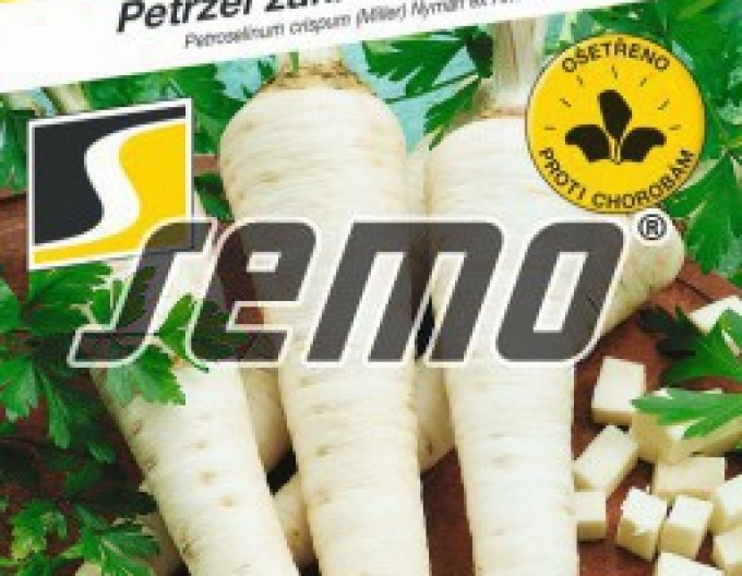 Semințe pătrunjel de grădină - rădăcini ´Olomoucká Dlouhá´