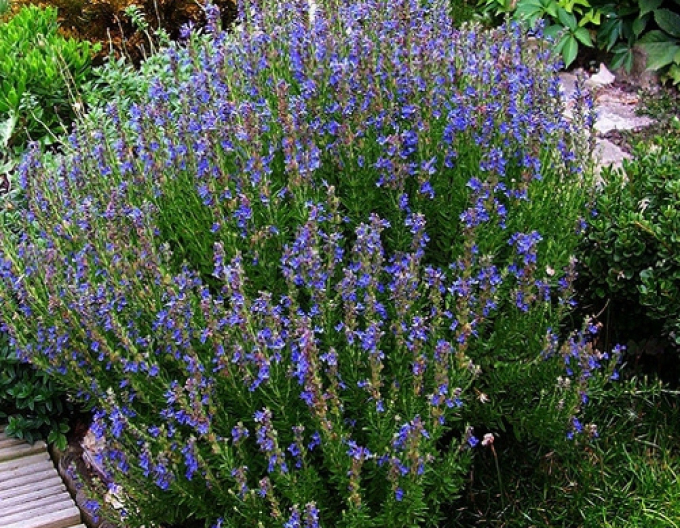 Hyssop officinalis