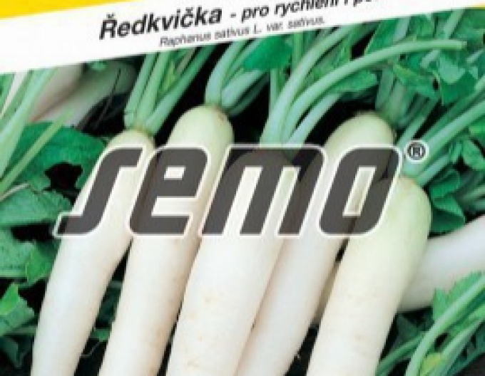 Semințe de ridichi albe ´Rampouch´