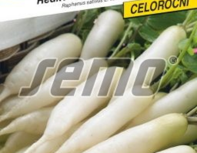 Rădăcină cu semințe albă ´Stalagnit F1´