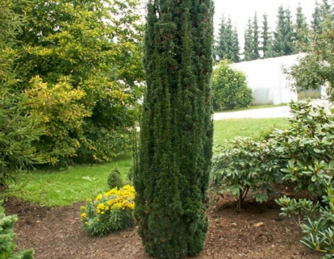 Tisa columnară Hicksii