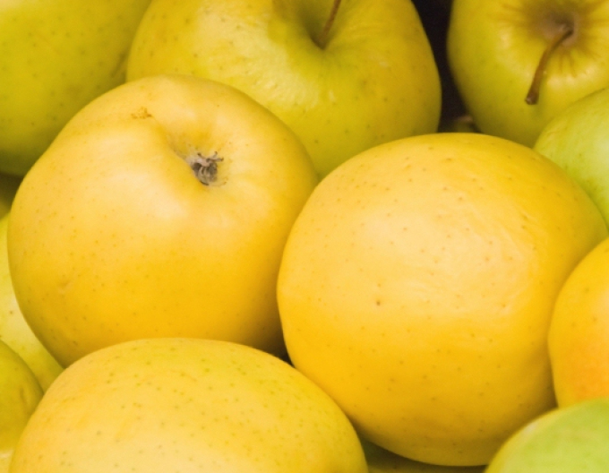 Măr Golden Delicious iarnă, sub. MM106, cont. 5l