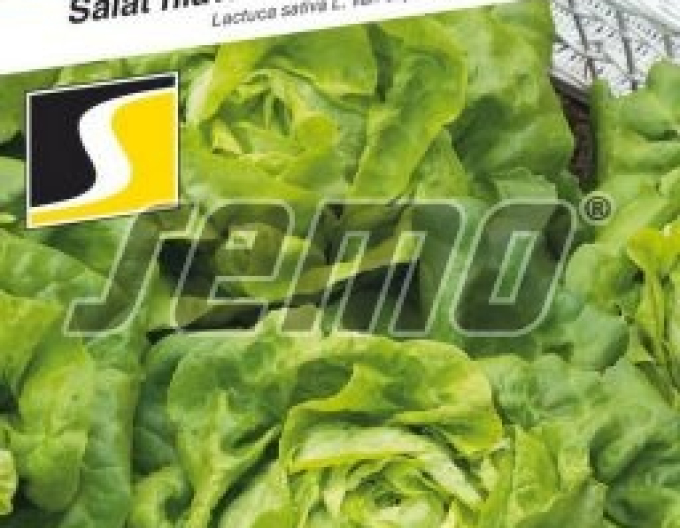 Semințe Salată salată ´Hakon´