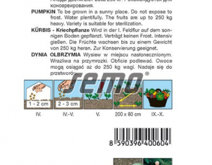 Semințe Dovleac târâtor Atlantic Giant