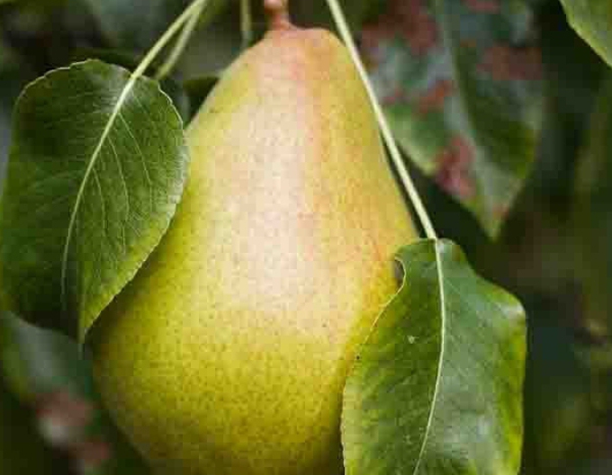 Pere "Hardys butter pear" toamnă, sub. Dula, rulare liberă.