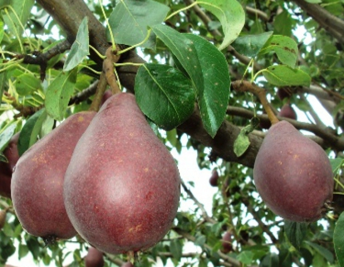 Pere "Clapps Red" vară