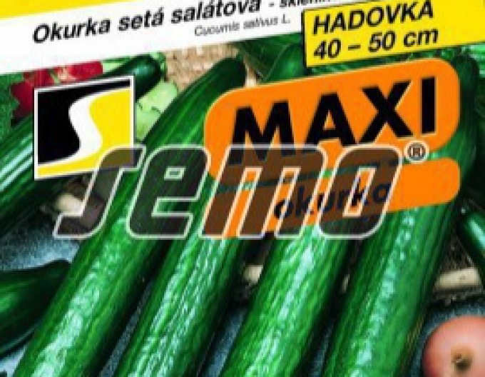 Castraveți cu semințe ´Orca F1´