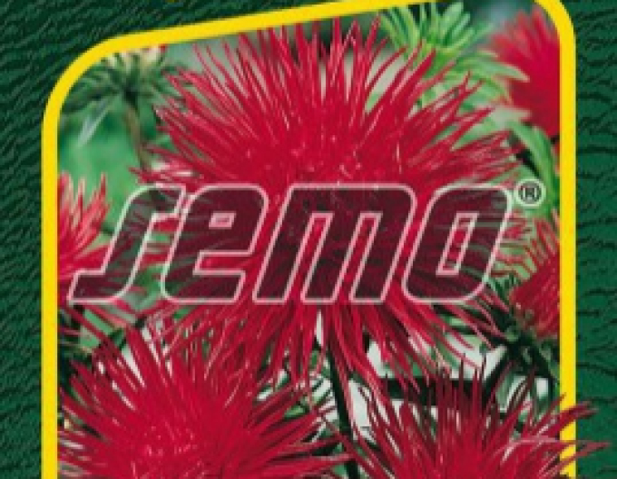 Semințe Aster chinezesc Red