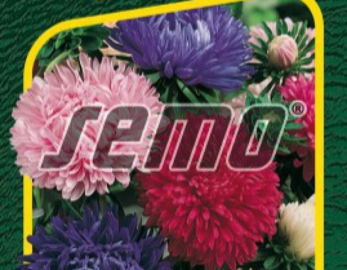Semințe de aster chinezesc "Pivoine