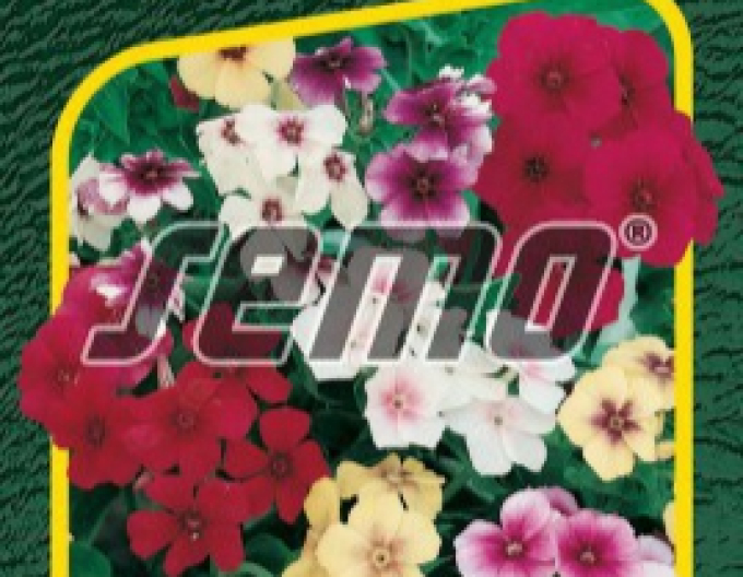 Semo Flox drummonds ´Beauty´