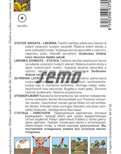 Semo semințe de Limonium - amestec pentru uscare