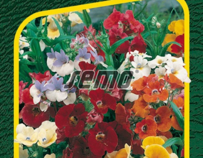 Semințe de Nemesia ´Carnaval Blend´