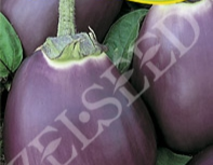 Zelseed Aubergine (bulb de vinete) ´Czech Early´