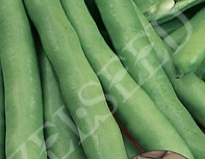 Zelseed Fasole comună ´Saturn´